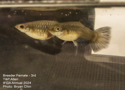 guppy female